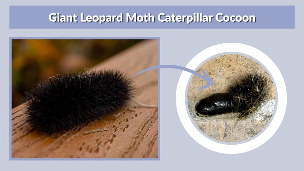 Giant Leopard Moth Caterpillar Cocoon