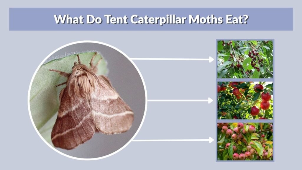 What Do Tent Caterpillar Moths Eat?