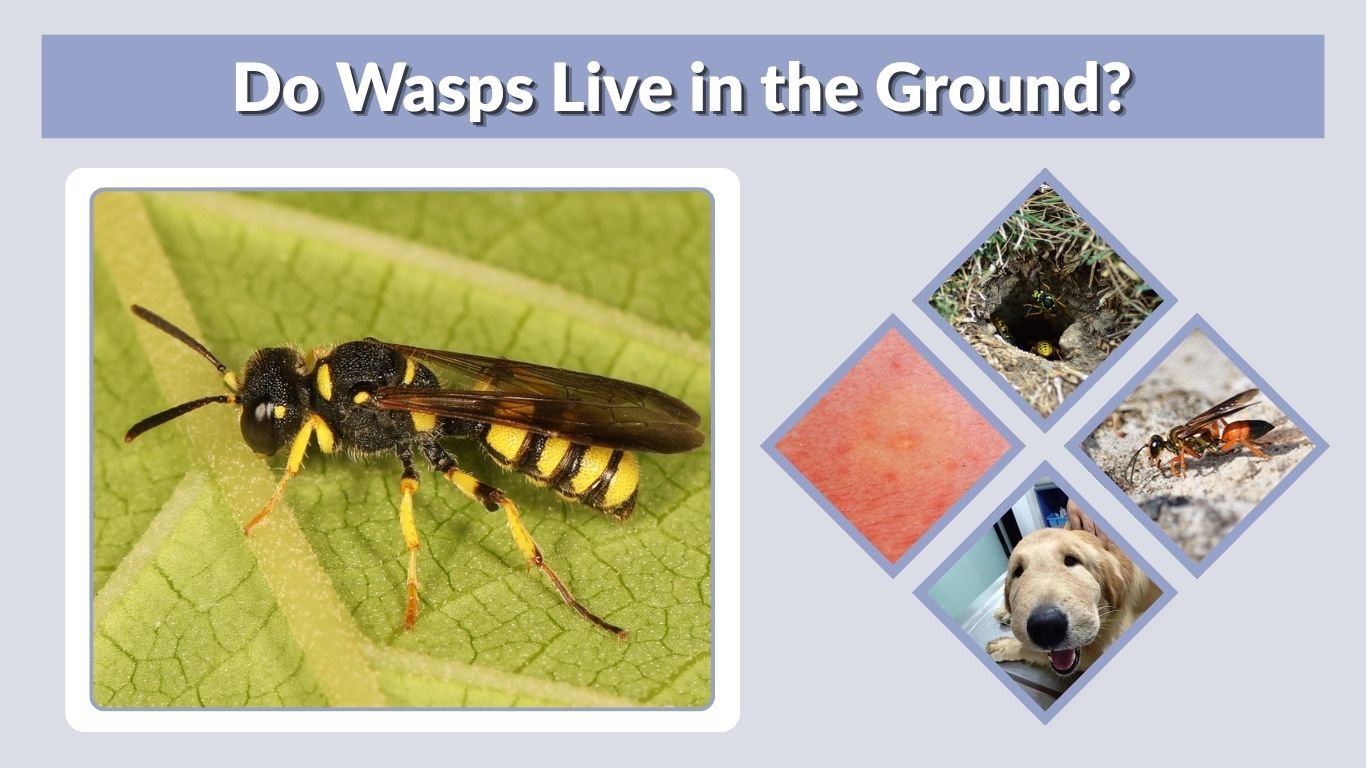 Do Wasps Live in the Ground? Types, Nests, and Safety