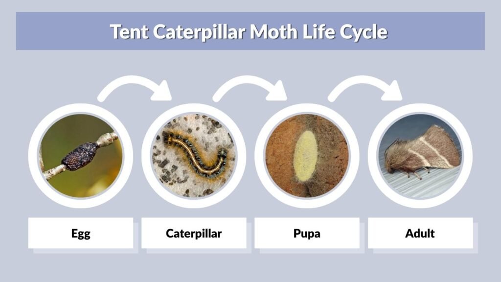 Tent Caterpillar Moth Life Cycle