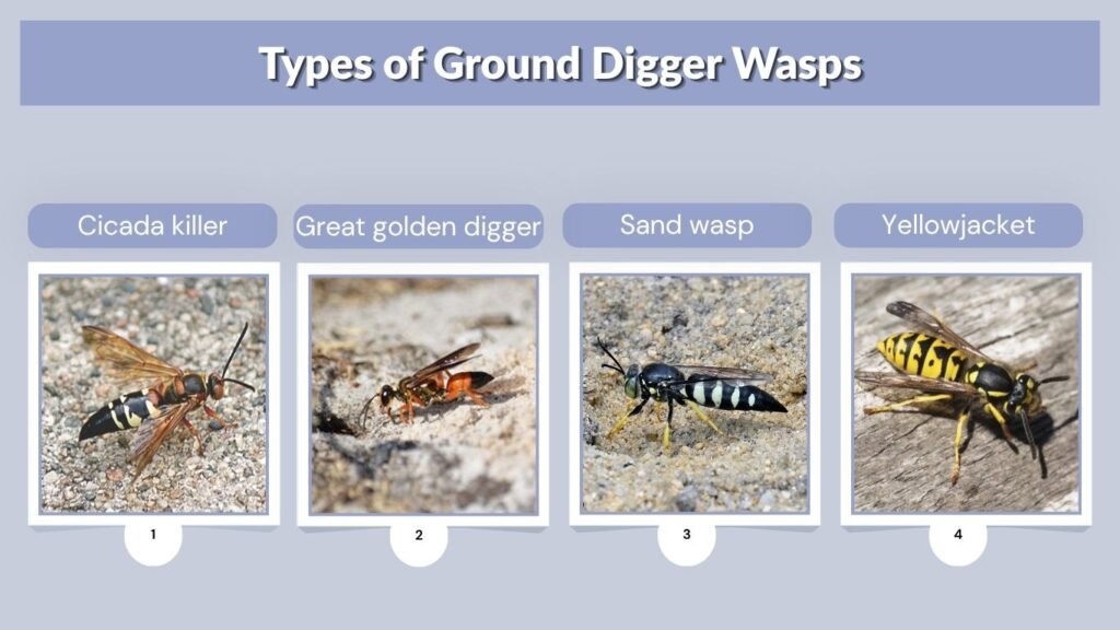 Types of Ground Digger Wasps