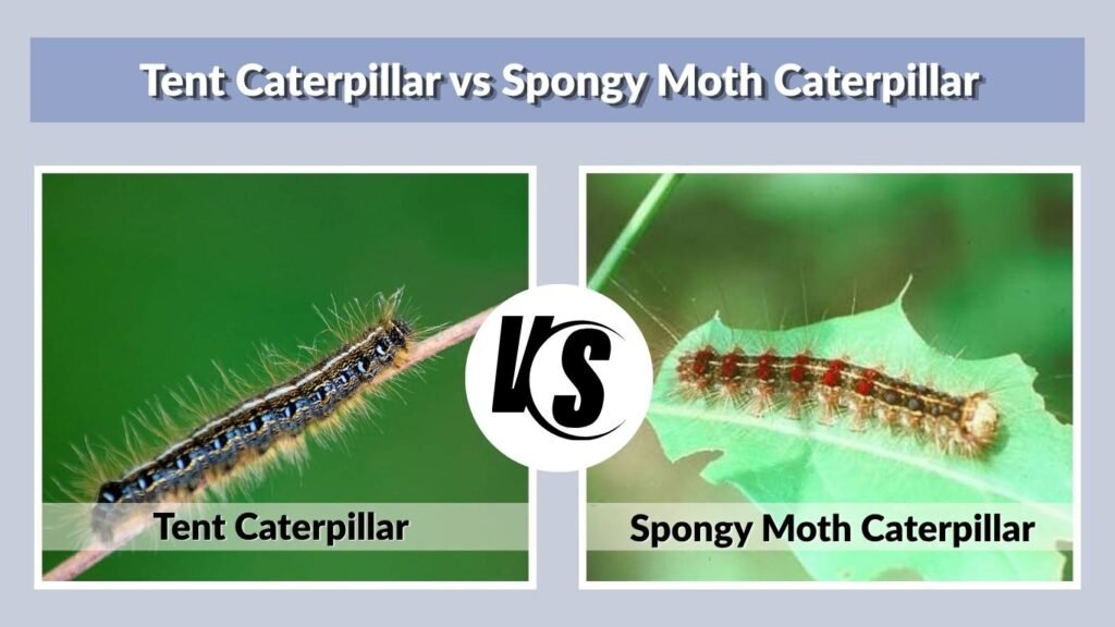 Tent Caterpillar vs Spongy Moth Caterpillar