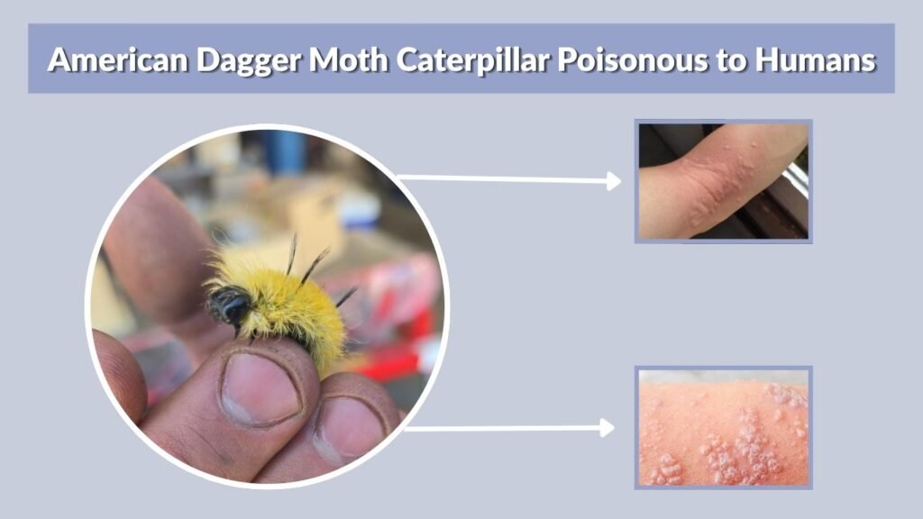 American Dagger Moth Caterpillar Poisonous to Humans