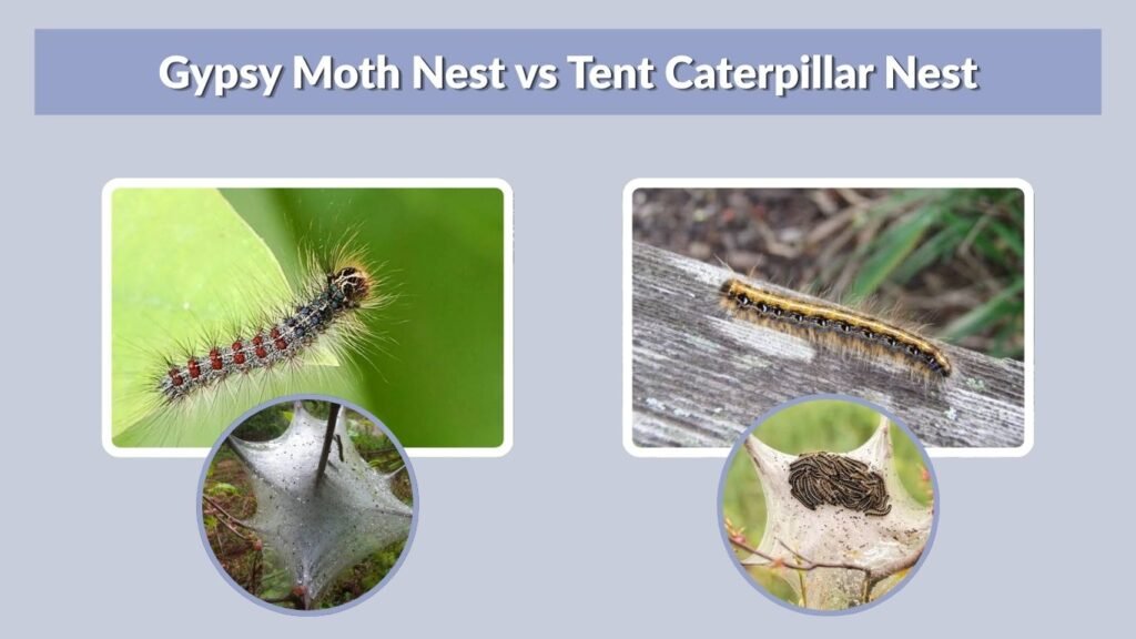 Gypsy Moth Nest vs Tent Caterpillar Nest