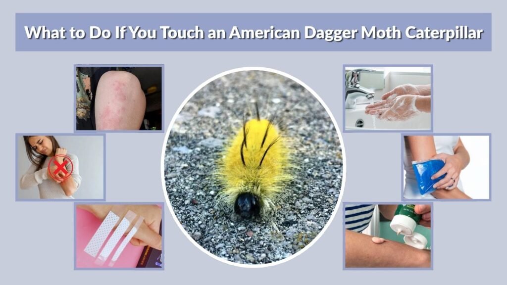 What to Do If You Touch an American Dagger Moth Caterpillar
