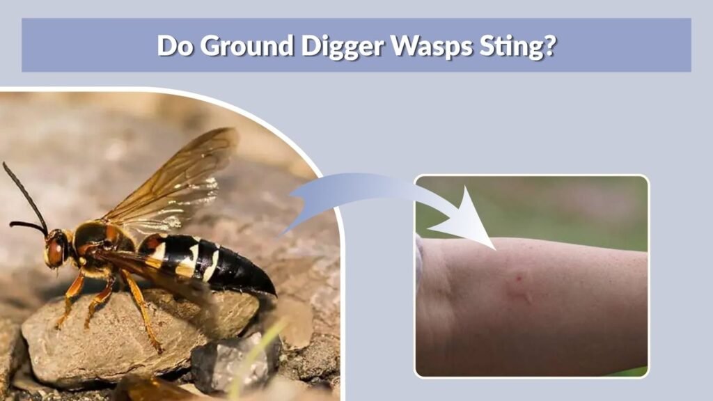 Do Ground Digger Wasps Sting?