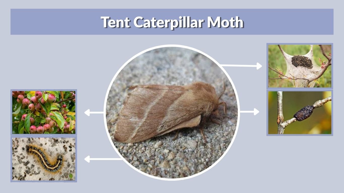 Tent Caterpillar Moth: Types, Life Cycle, Nests and Control