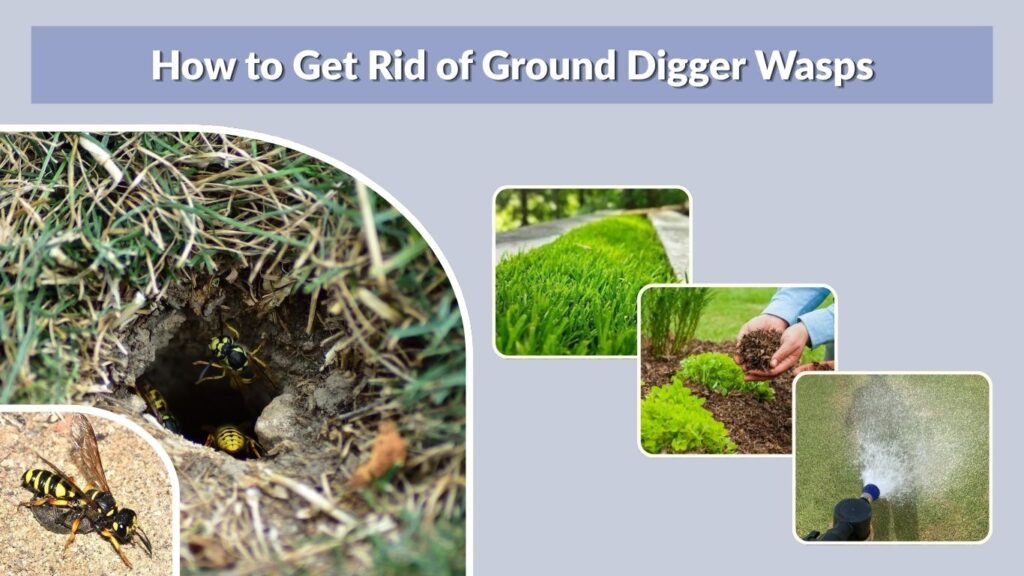 How to Get Rid of Ground Digger Wasps