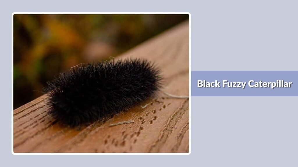 Black Fuzzy Caterpillar