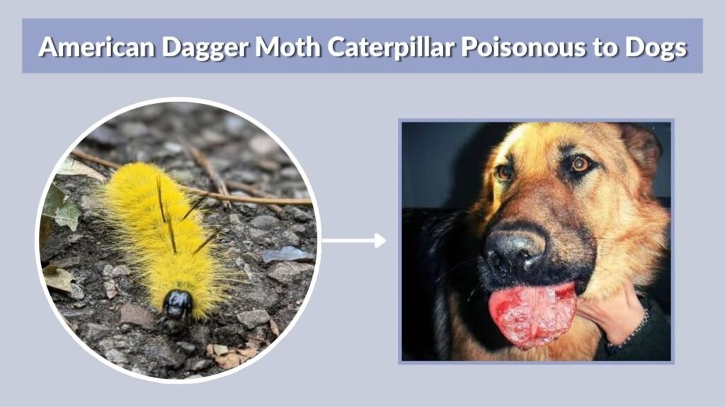 American Dagger Moth Caterpillar Poisonous to Dogs