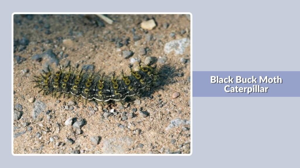 Black Buck Moth Caterpillar