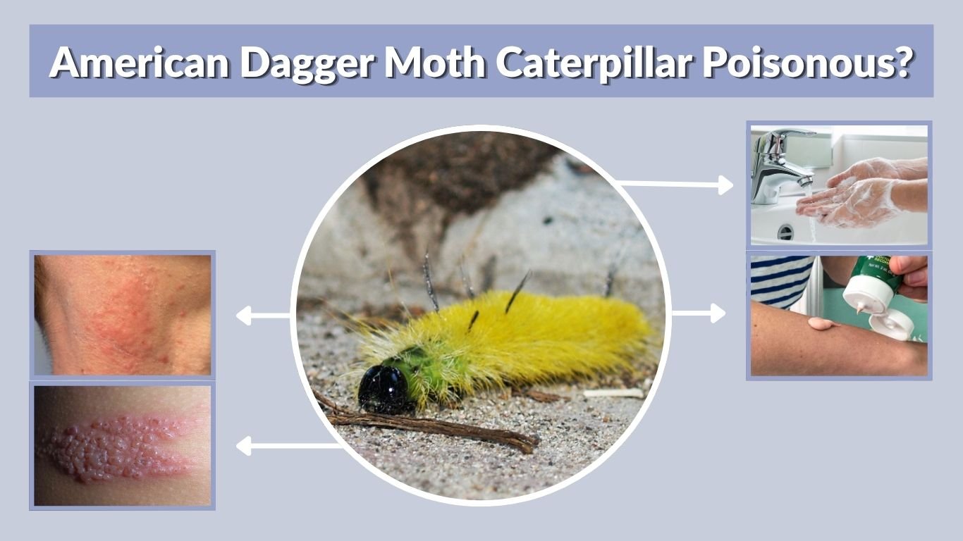 American Dagger Moth Caterpillar Poisonous? Safety Guide