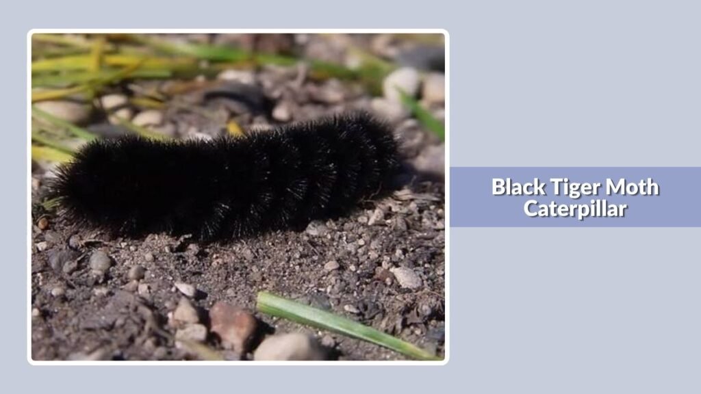 Black Tiger Moth Caterpillar