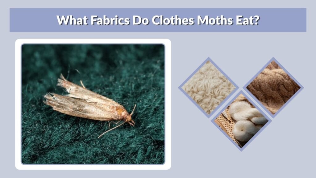 What Fabrics Do Clothes Moths Eat?