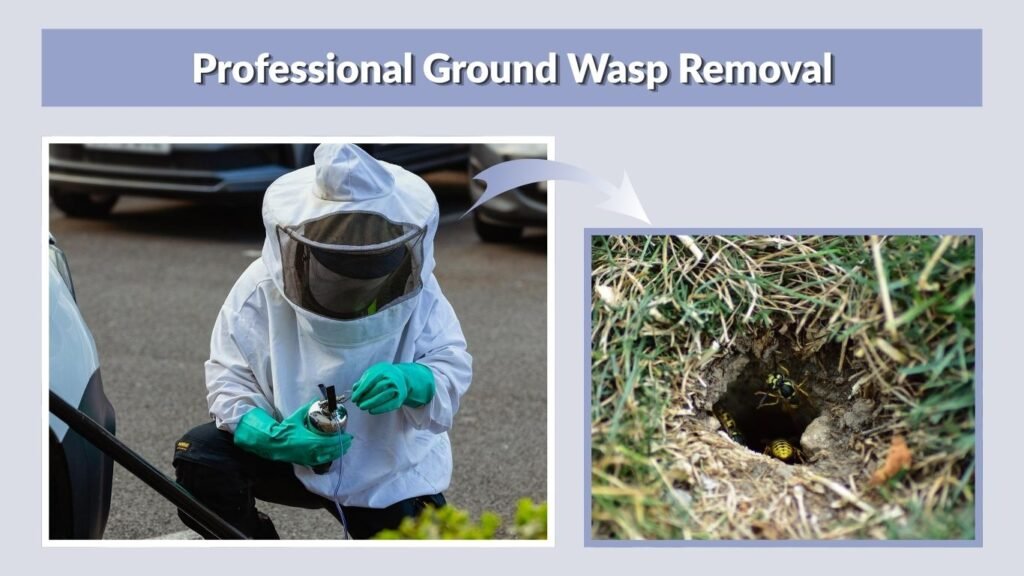 Professional Ground Wasp Removal