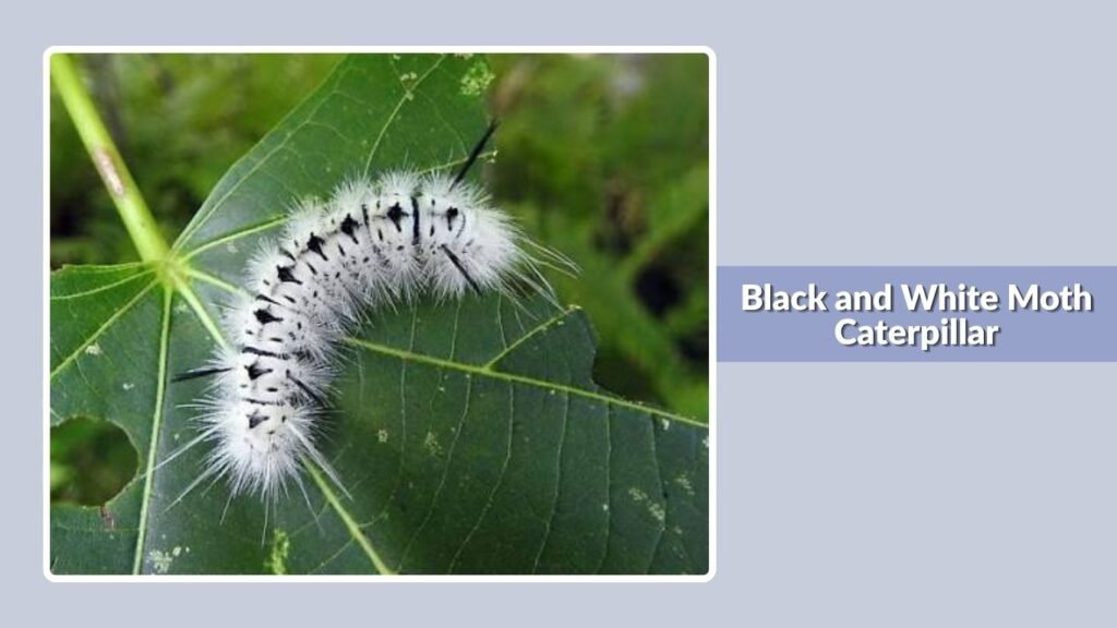 Black and White Moth Caterpillar
