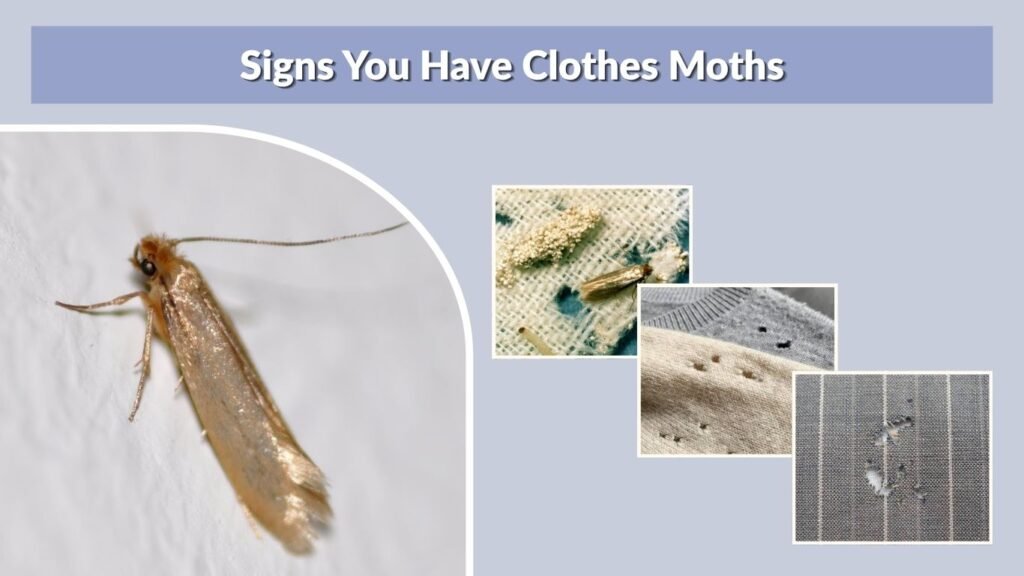 Signs You Have Clothes Moths