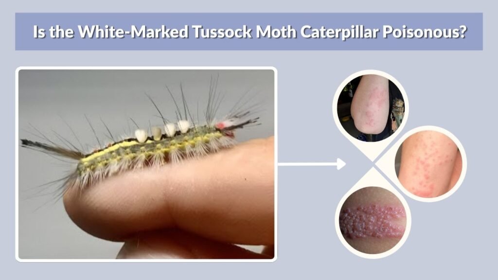 Is the White-Marked Tussock Moth Caterpillar Poisonous?
