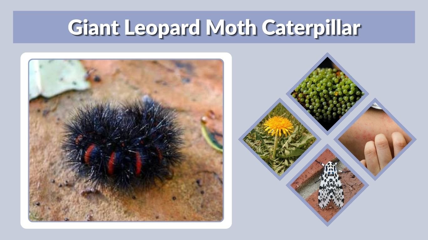 Giant Leopard Moth Caterpillar: Poison, Diet and Life Cycle