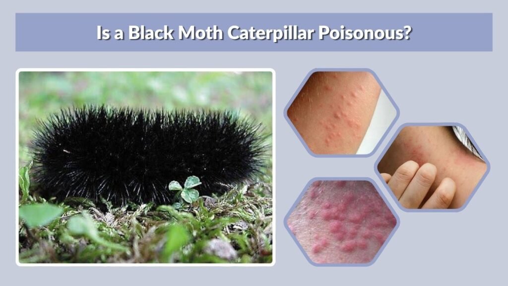 Is a Black Moth Caterpillar Poisonous?
