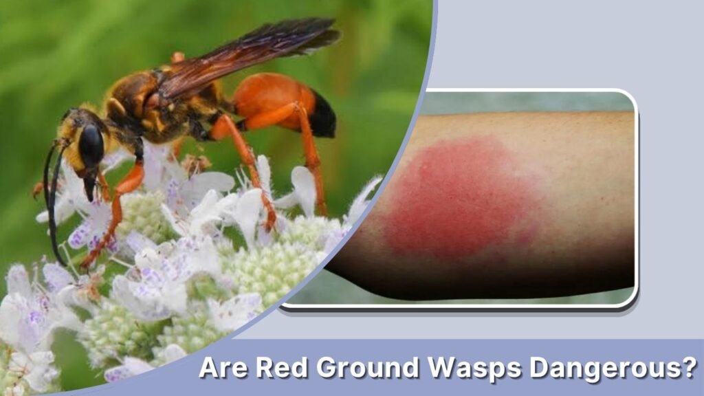 Are Red Ground Wasps Dangerous?