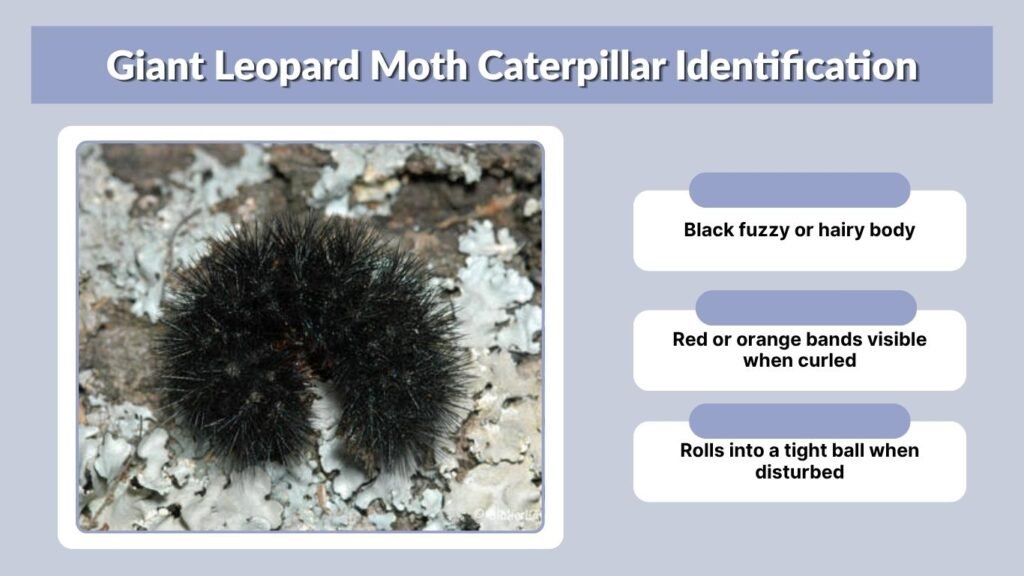 Giant Leopard Moth Caterpillar Identification