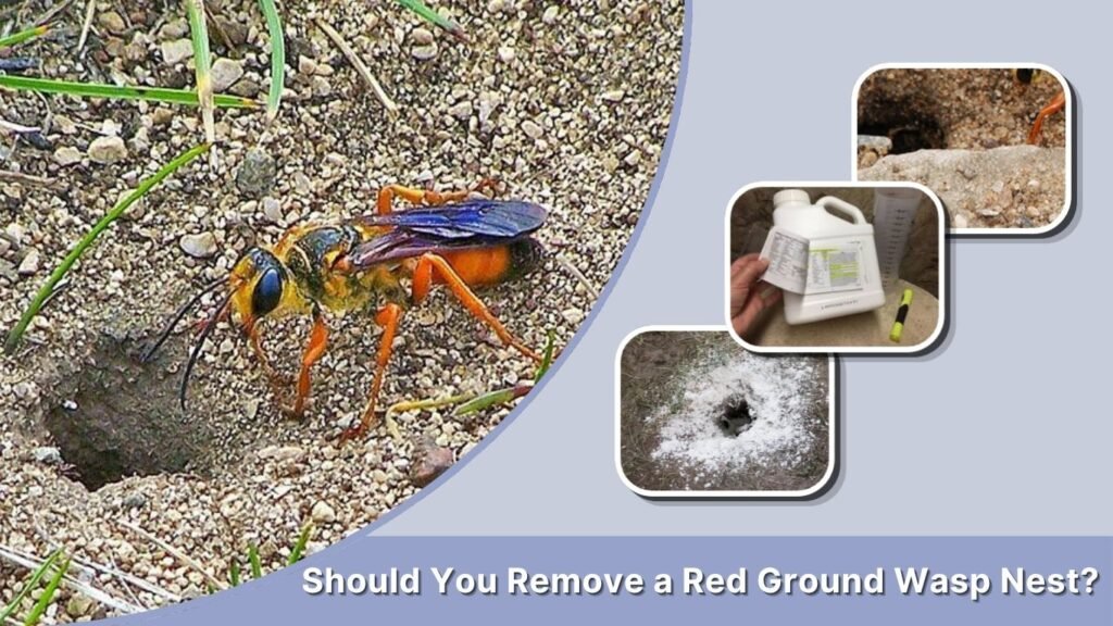 Should You Remove a Red Ground Wasp Nest?