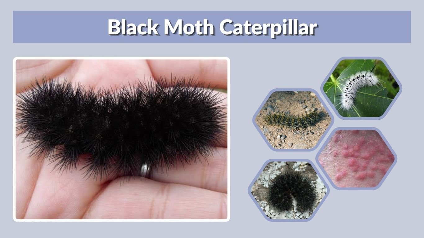 Black Moth Caterpillar: Types, Poison, Sting, and ID Guide