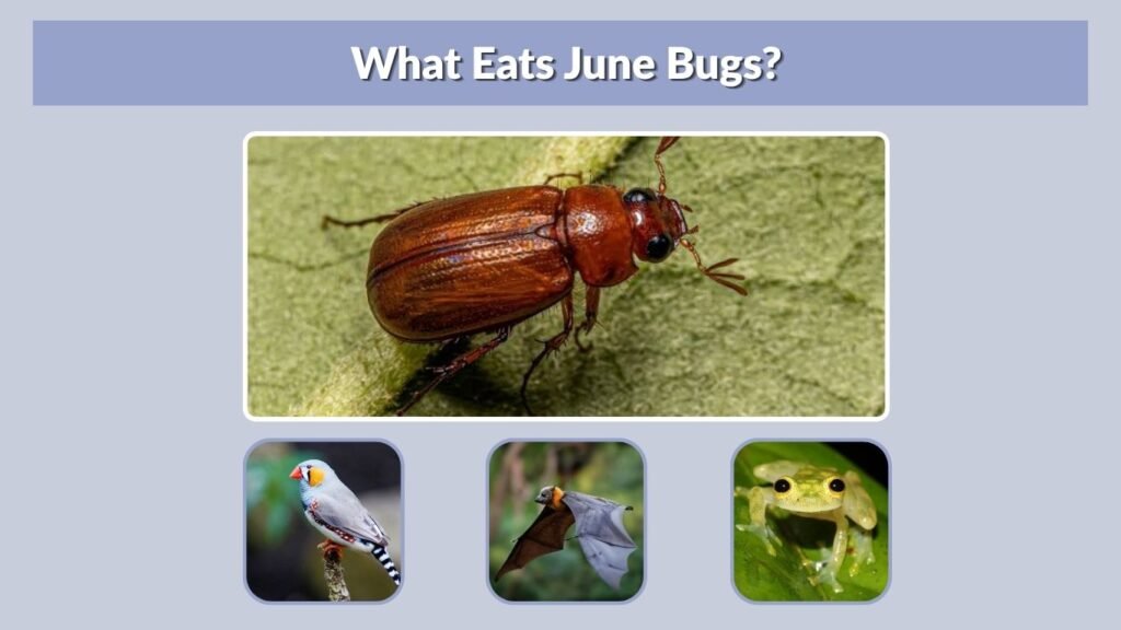 What Eats June Bugs?