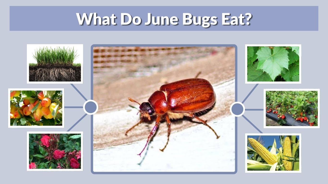 What Do June Bugs Eat? 10 Common Foods They Love to Eat