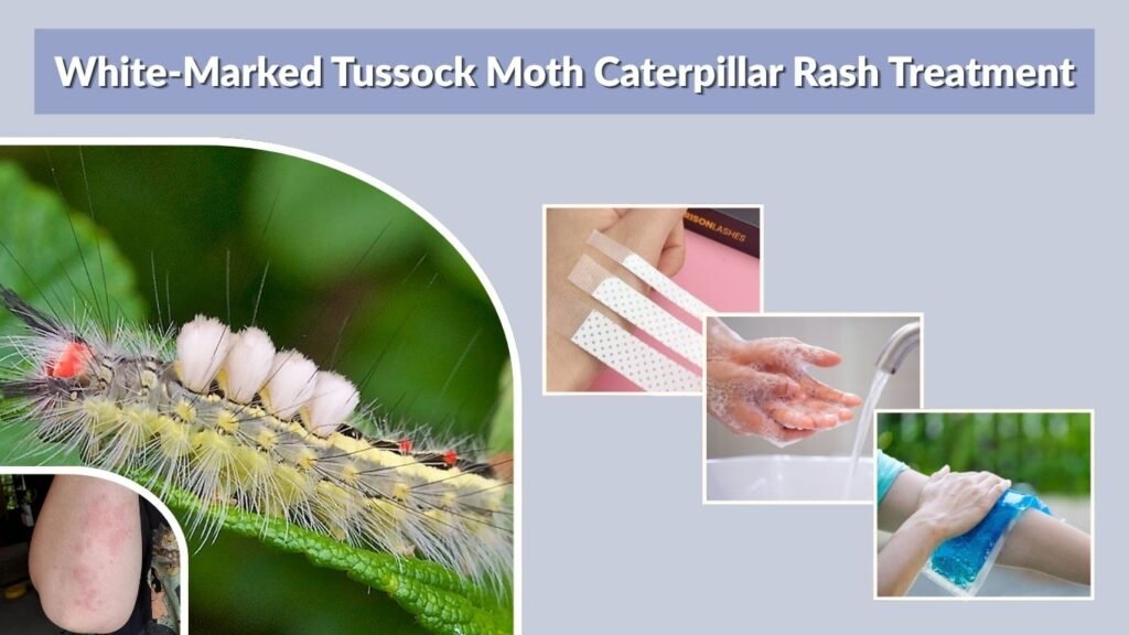 White-Marked Tussock Moth Caterpillar Rash Treatment
