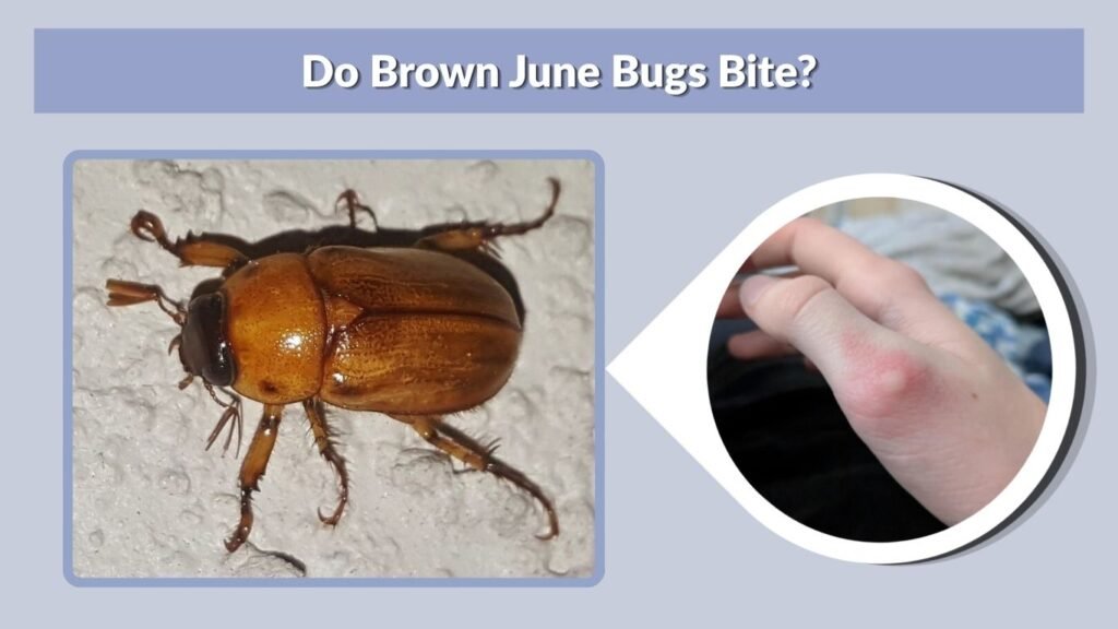 Do Brown June Bugs Bite?