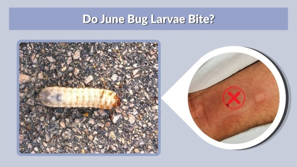 Do June Bug Larvae Bite?