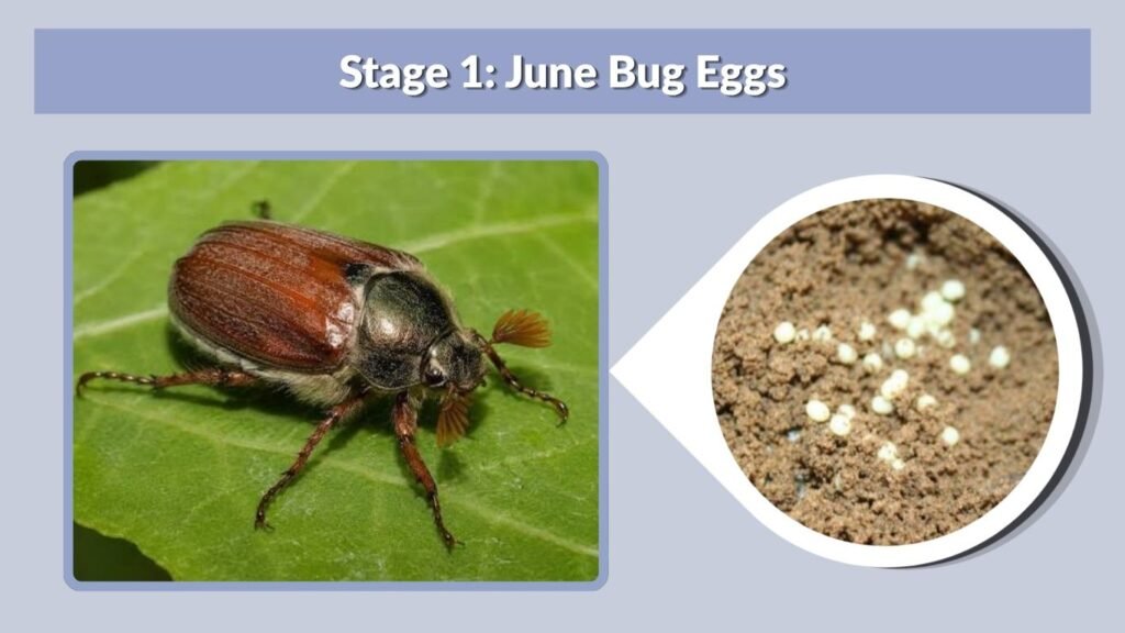 Stage 1: June Bug Eggs