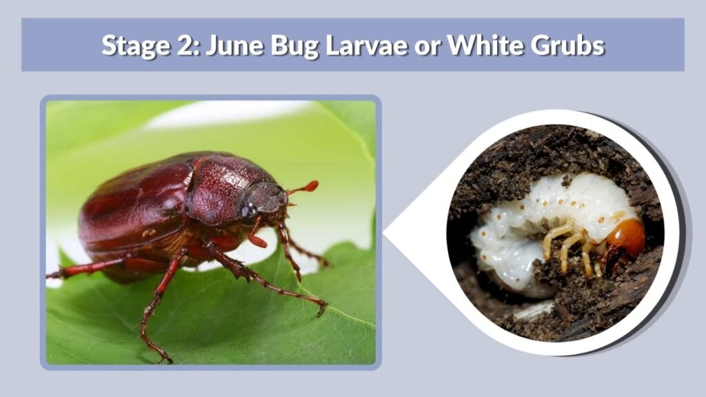 Stage 2: June Bug Larvae or White Grubs