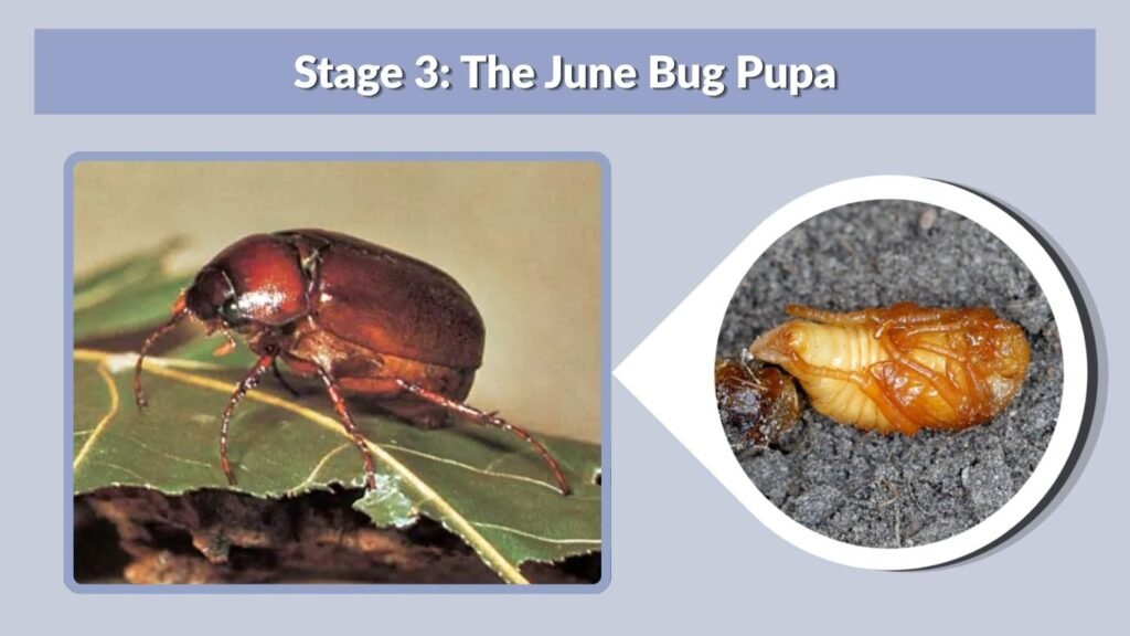 Stage 3: The June Bug Pupa