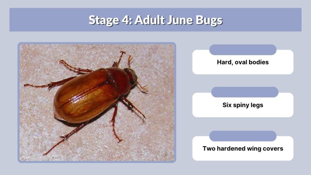 Stage 4: Adult June Bugs