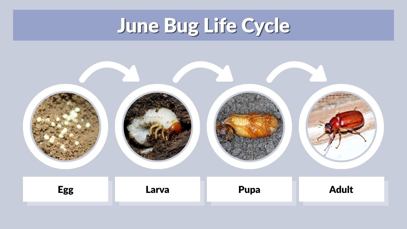 June Bug Life Cycle: Eggs, Larval Stages, Pupae, and Adults