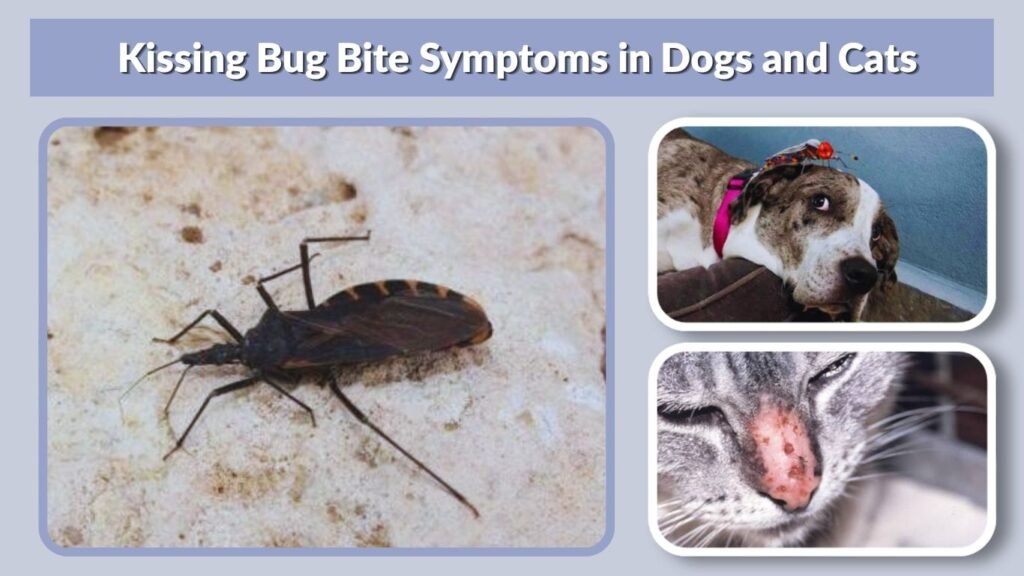 Kissing Bug Bite Symptoms in Dogs and Cats