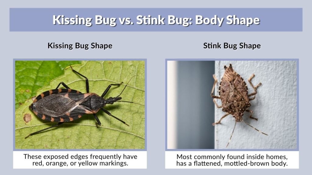 Kissing Bug vs. Stink Bug: Body Shape