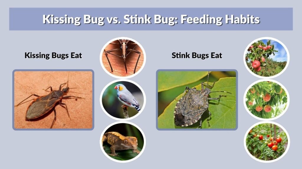 Kissing Bug vs. Stink Bug: Feeding Habits
