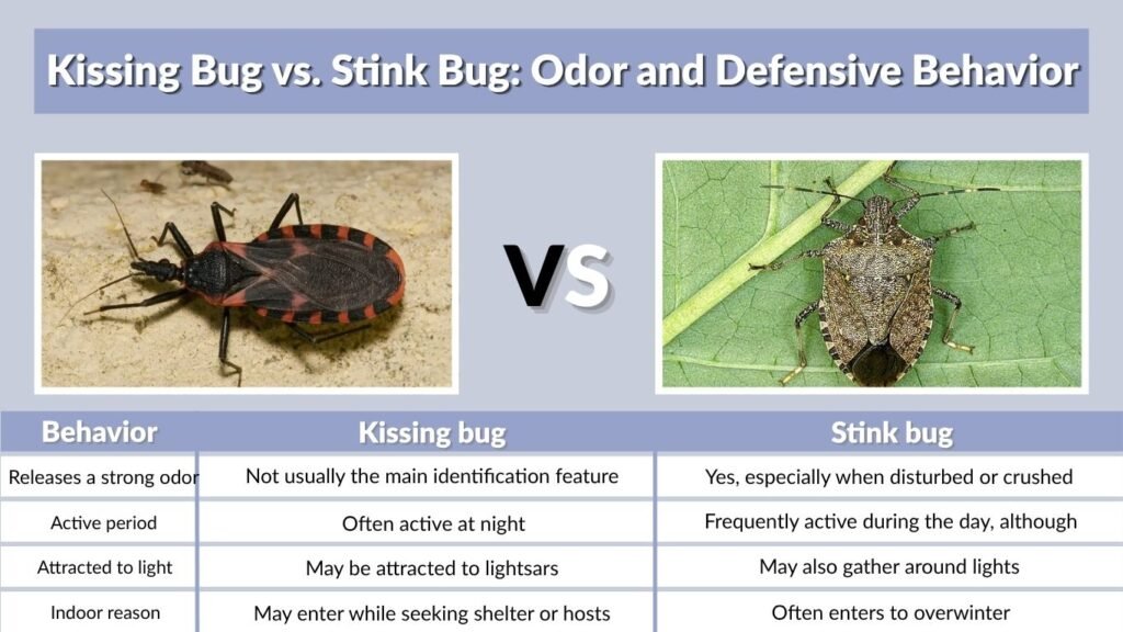 Kissing Bug vs. Stink Bug: Odor and Defensive Behavior