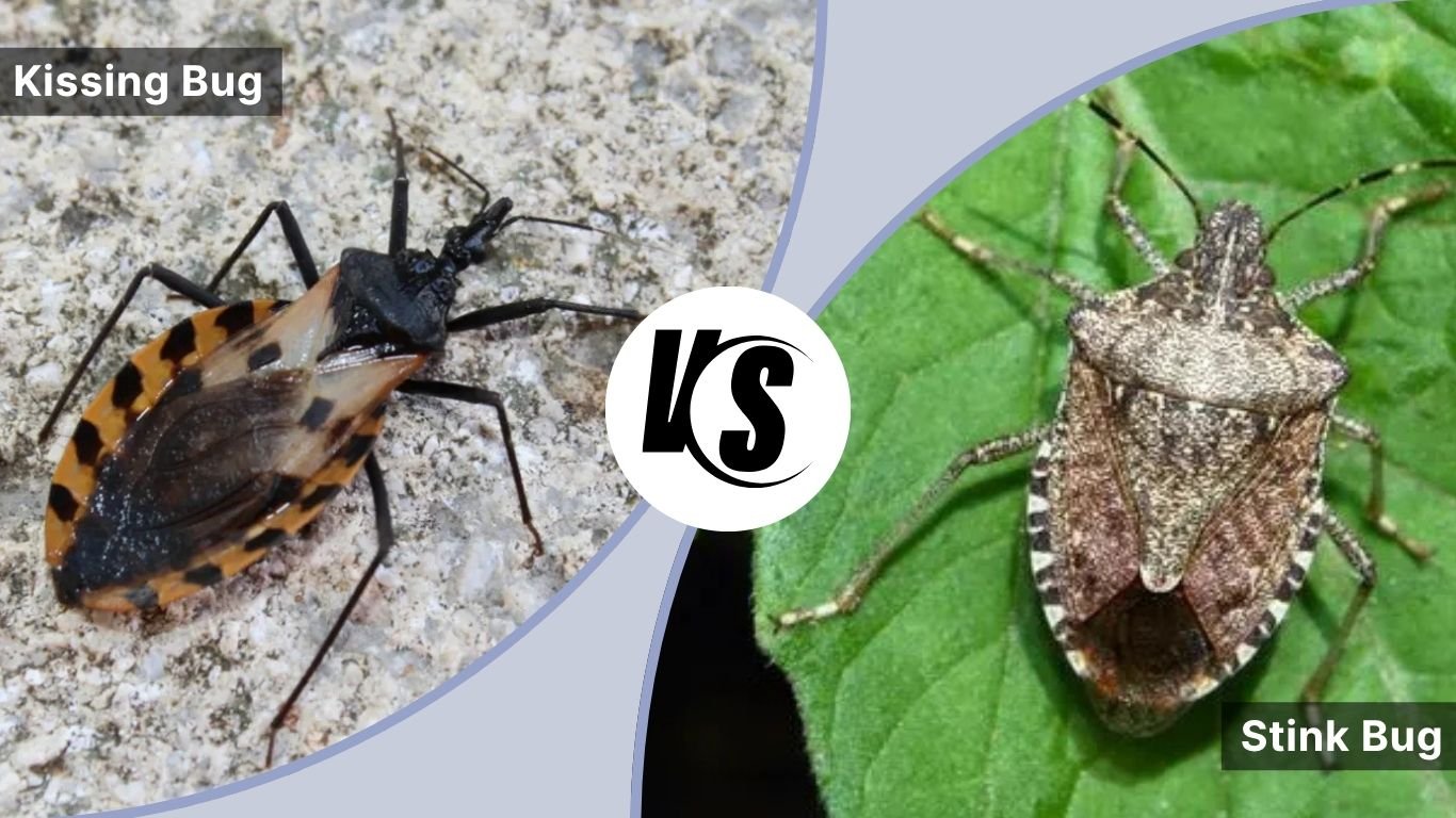 Kissing Bug vs. Stink Bug: What Are the Key Differences?