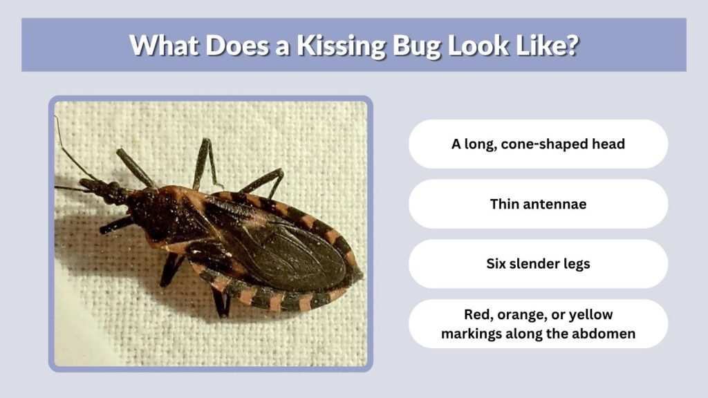 What Does a Kissing Bug Look Like?