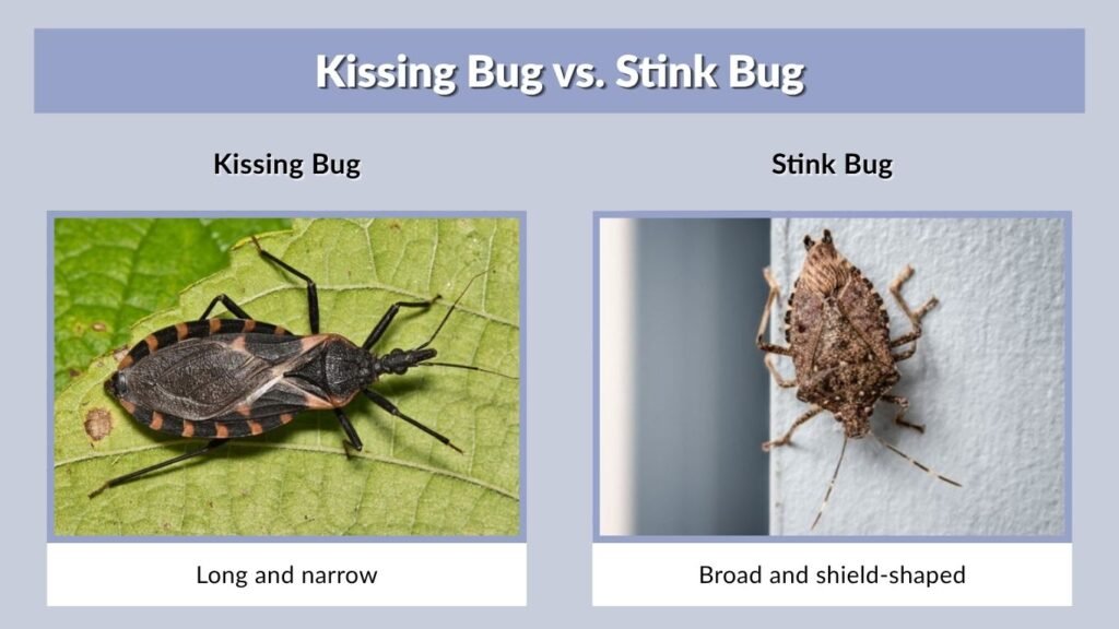 Kissing Bug vs. Stink Bug