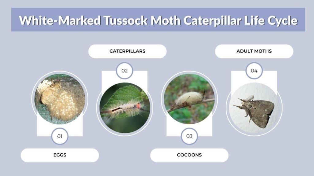 White-Marked Tussock Moth Caterpillar Life Cycle