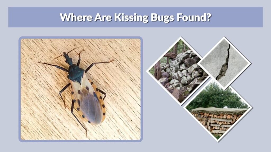Where Are Kissing Bugs Found?