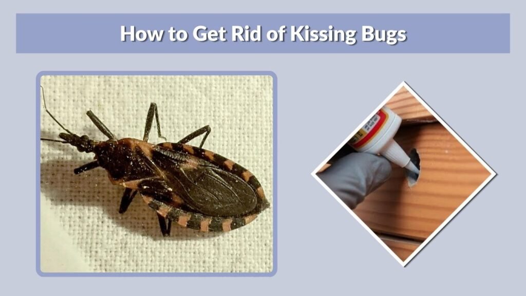 How to Get Rid of Kissing Bugs