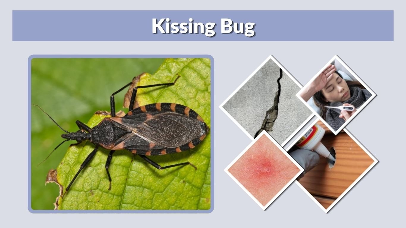 Kissing Bug: Identification, Bites, Disease and Control
