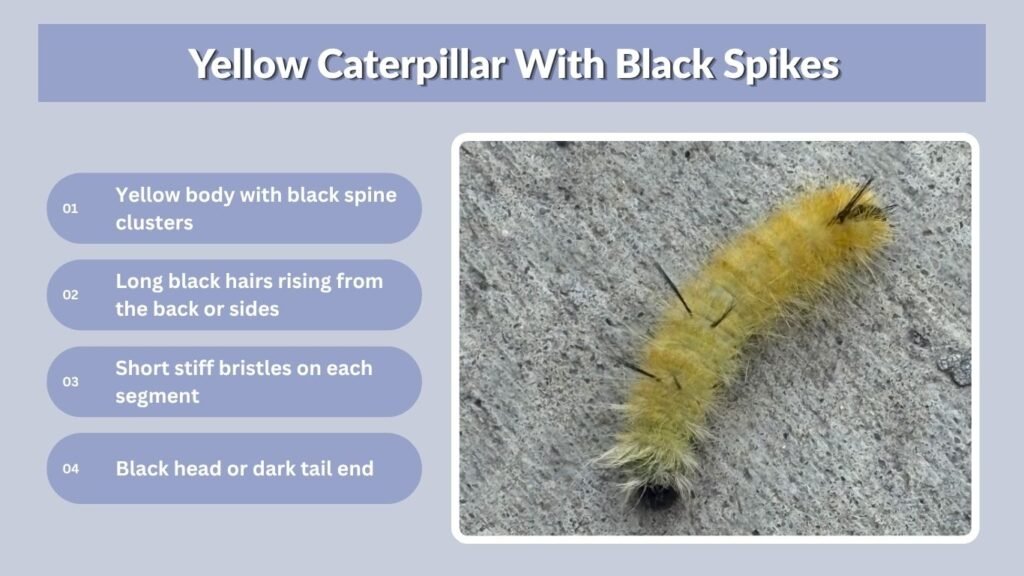 Yellow Caterpillar With Black Spikes